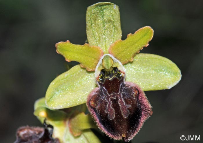 Ophrys minipassionis