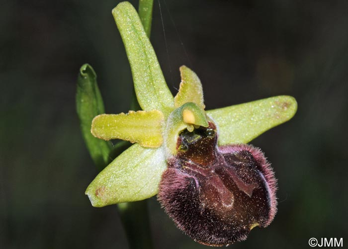 Ophrys minipassionis