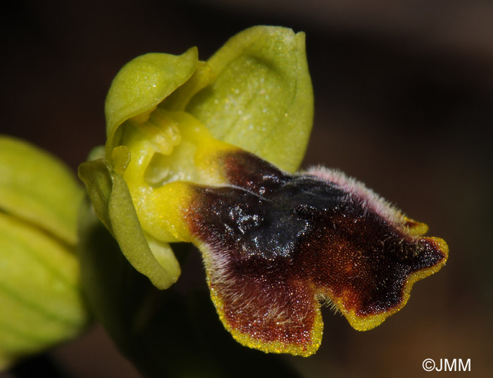 Ophrys pseudomelena