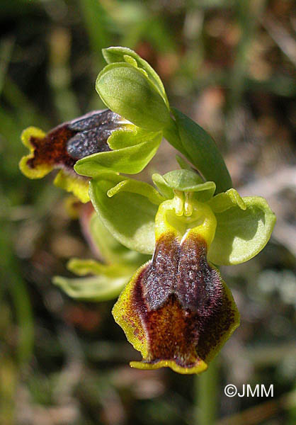 Ophrys pseudomelena
