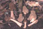 Ptychoverpa bohemica 2micro.jpg (8336 octets)