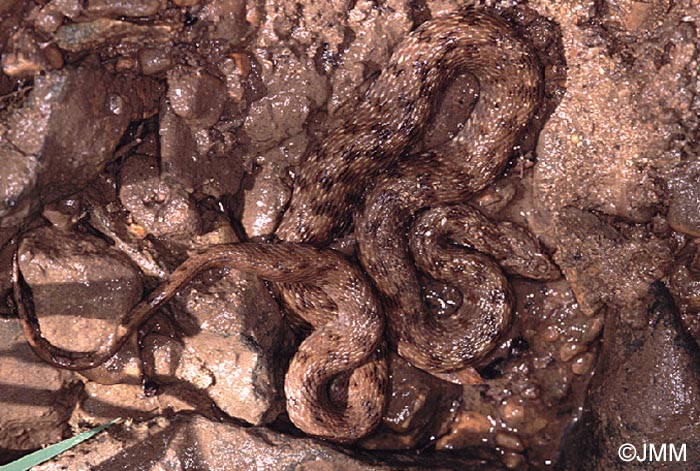 Natrix maura : couleuvre viprine