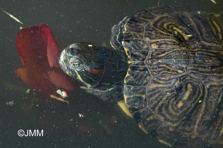 Tortue de Floride