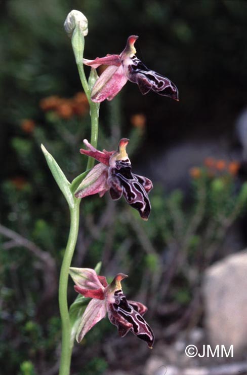 Ophrys beloniae