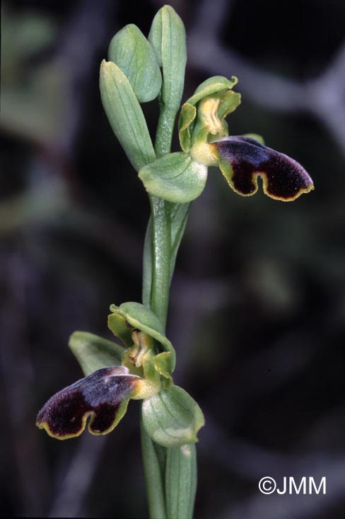 Ophrys parvula