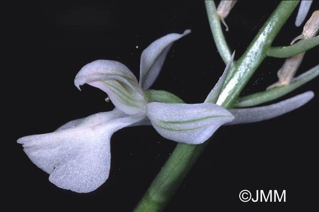 Orchis anatolica f. alba