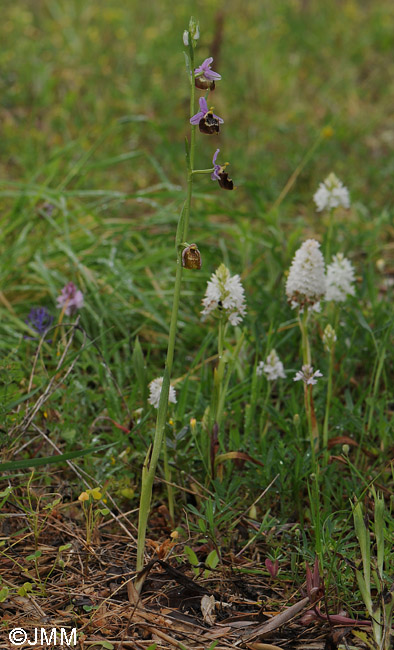 Ophrys colossaea & Anacamptis pyramidalis var. brachystachys f. albiflora