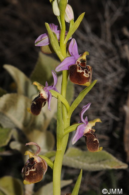 Ophrys colossaea