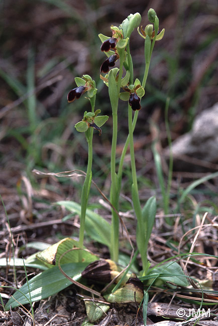 Ophrys eptapigiensis