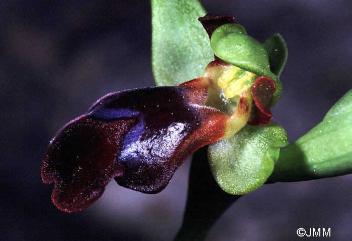 Ophrys eptapigiensis