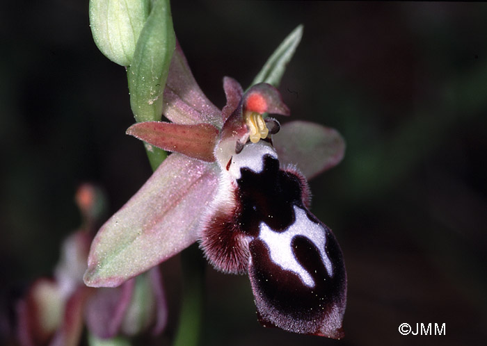 Ophrys reinholdii var. leucotaenia