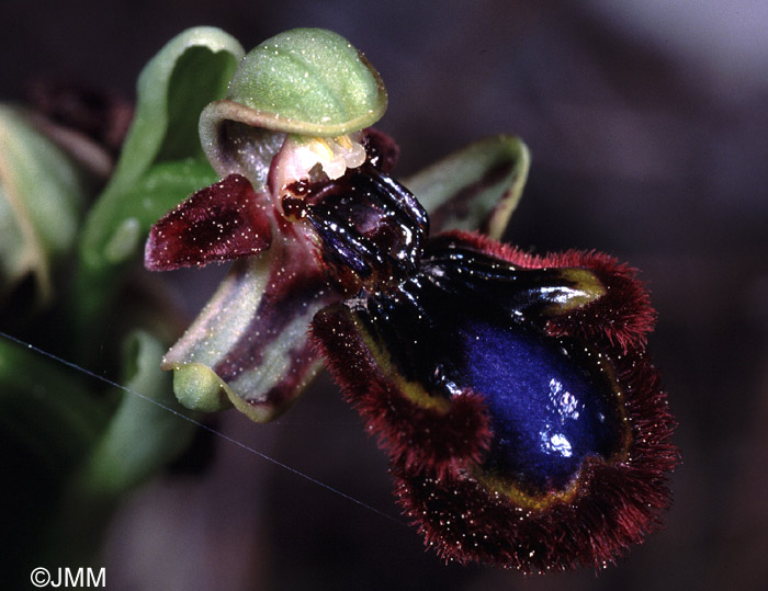 Ophrys eos