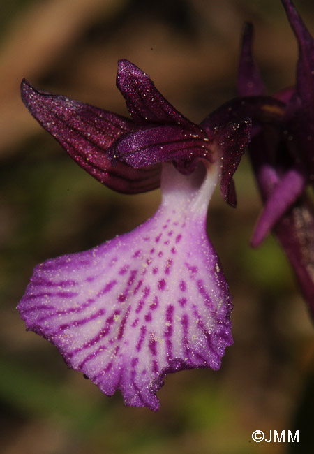 Orchis papilionacea subsp. thaliae