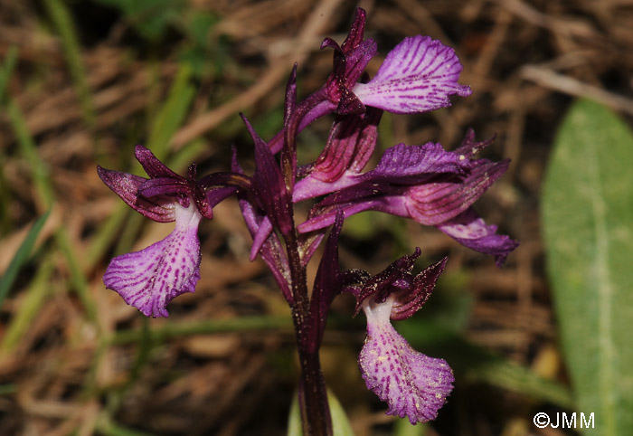 Orchis papilionacea subsp. thaliae