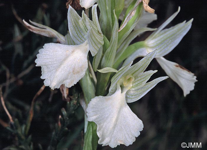 Orchis papilionacea var. heroica f. alba