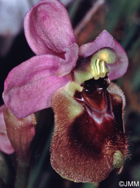 Ophrys aprilia