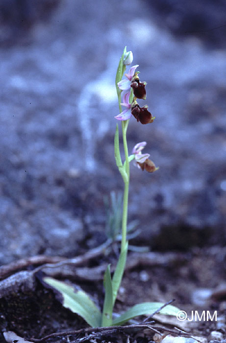 Ophrys panattensis