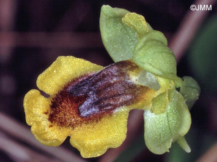 Ophrys sicula