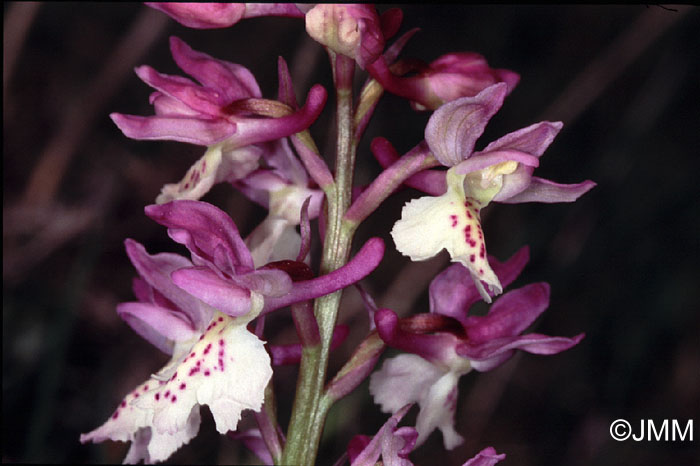 Orchis ichnusae x provincialis