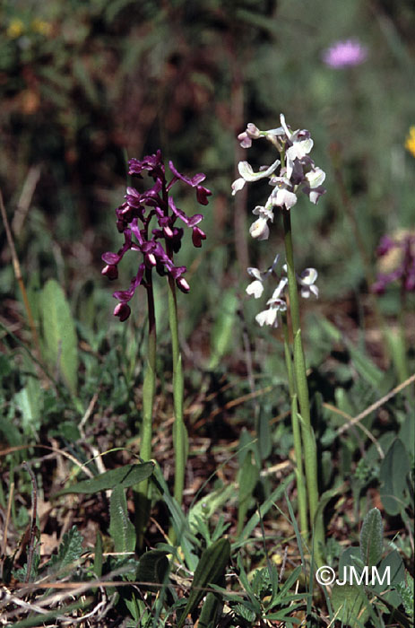 Orchis longicornu + var. alba