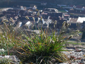 Sesleria caerulea