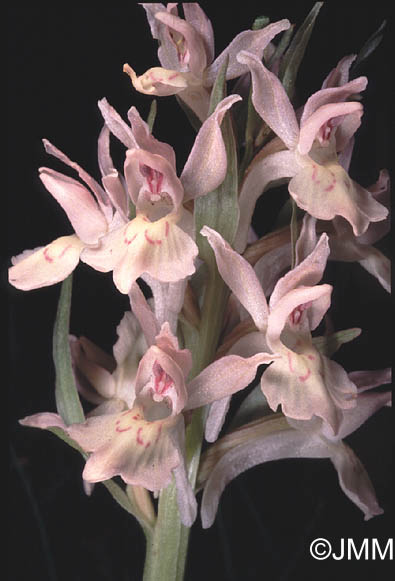 Dactylorhiza sambucina var zimmermanii