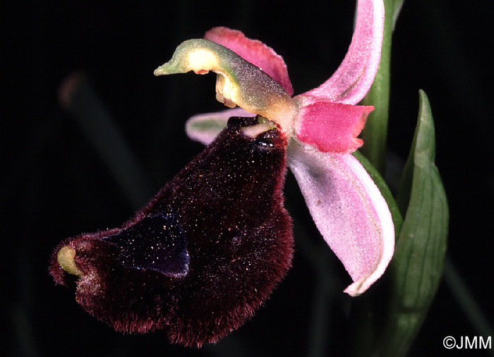 Ophrys bertolonii