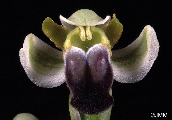 Ophrys pallida