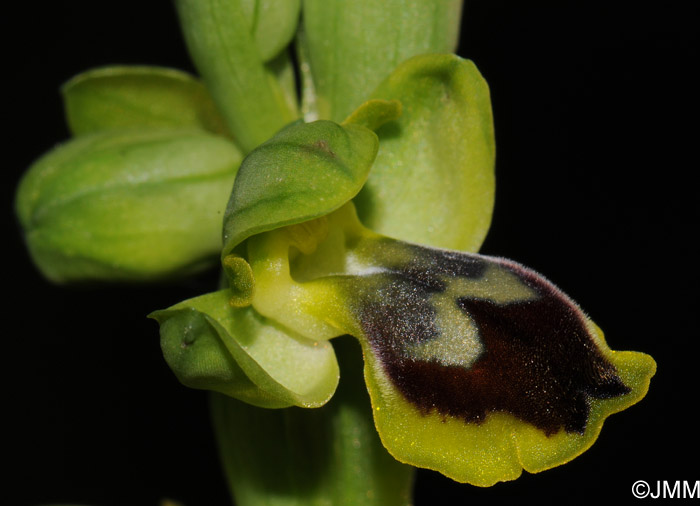 Ophrys archimedea