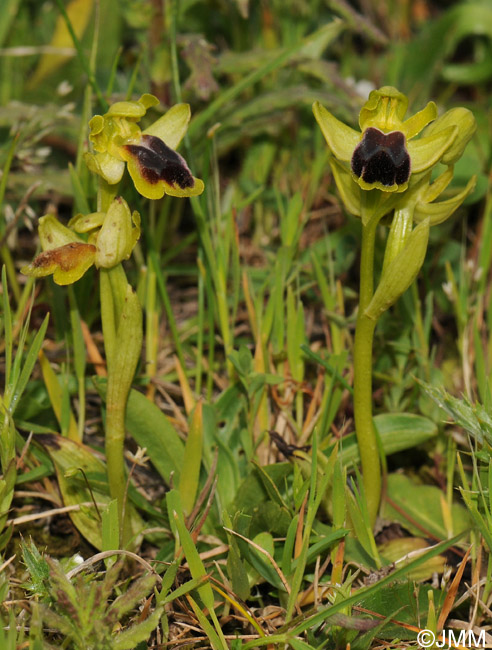 Ophrys laurensis