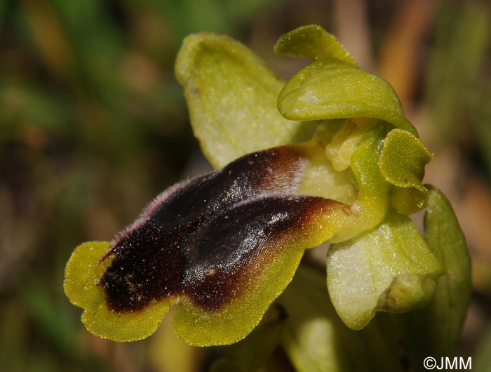Ophrys laurensis 