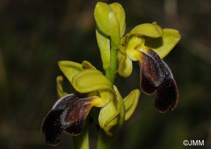 Ophrys sabulosa