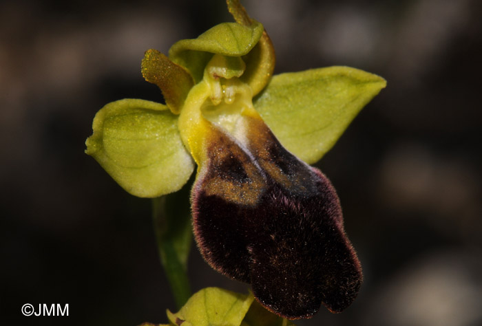 Ophrys sabulosa