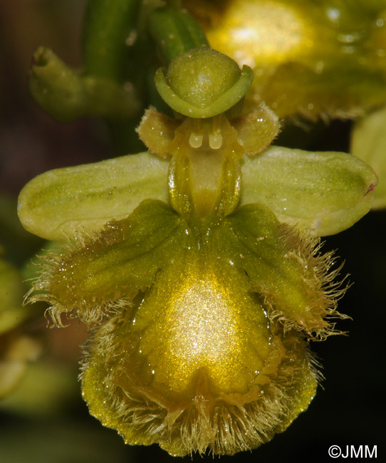 Ophrys speculum hypochrome