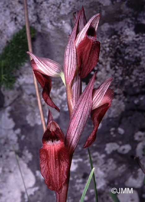 Serapias orientalis var. siciliensis