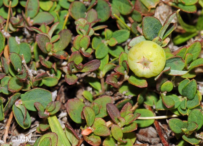 Vaccinium uliginosum subsp. nanum