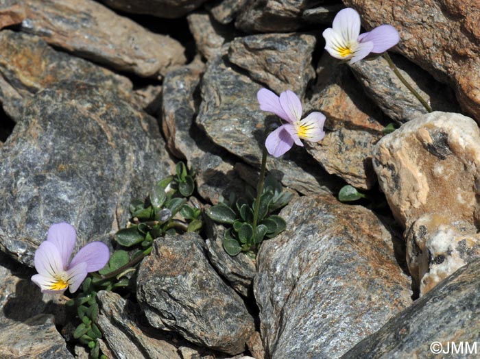 Viola crassiuscula