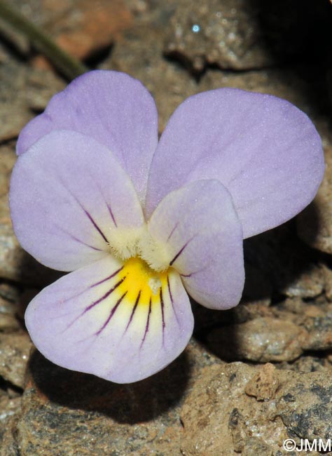 Viola crassiuscula