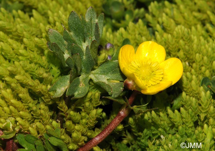 Ranunculus demissus var. hispanicus