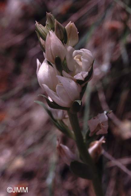 Cephalanthera cucullata