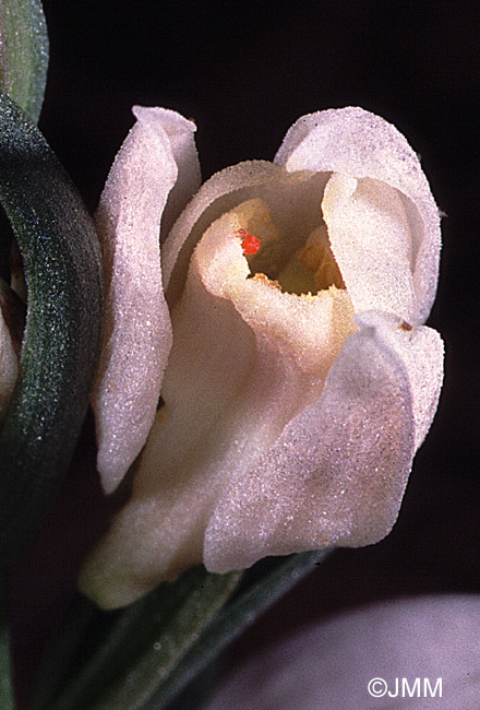 Cephalanthera cucullata