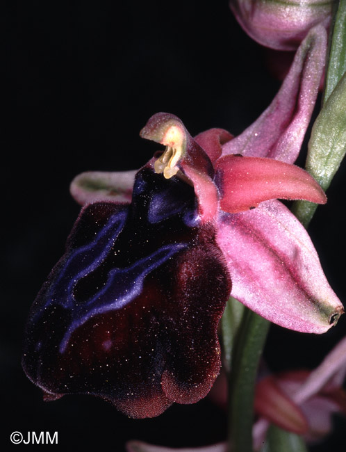 Ophrys sphaciotica