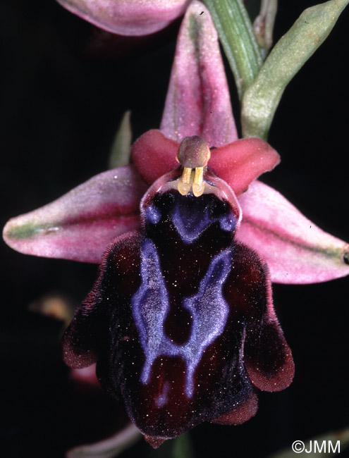 Ophrys sphaciotica 