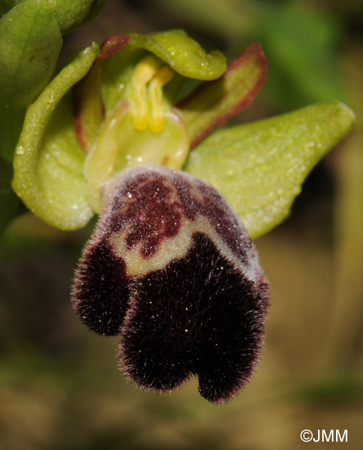 Ophrys basilissa