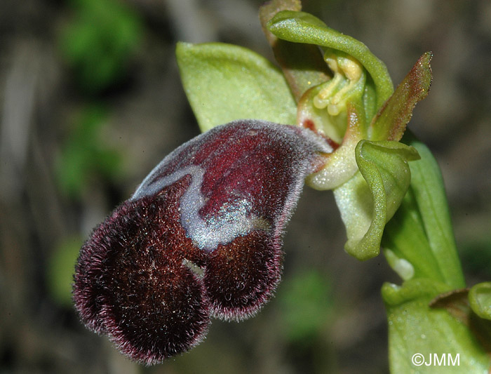 Ophrys basilissa