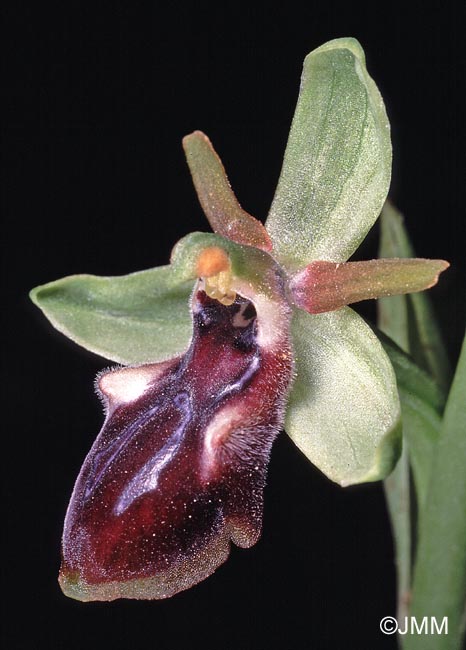 Ophrys gortynia