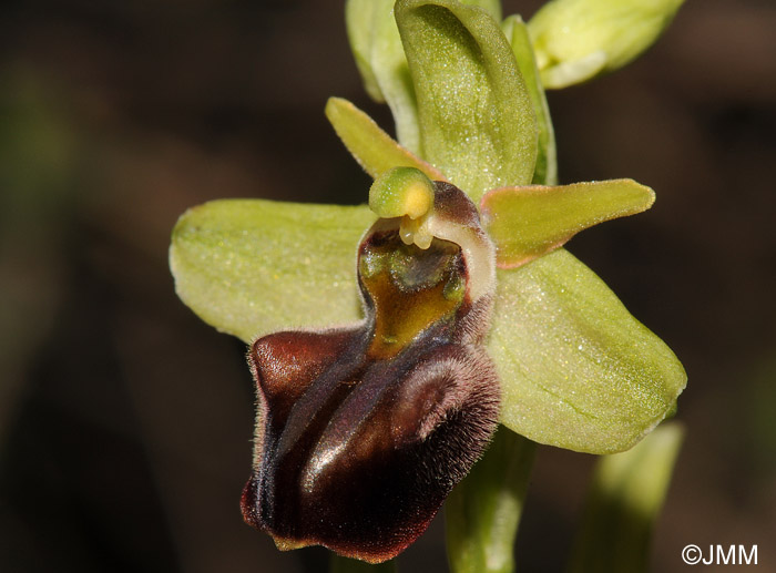 Ophrys knossia = Ophrys grammica subsp. knossia