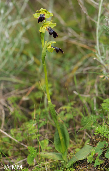 Ophrys mesaritica