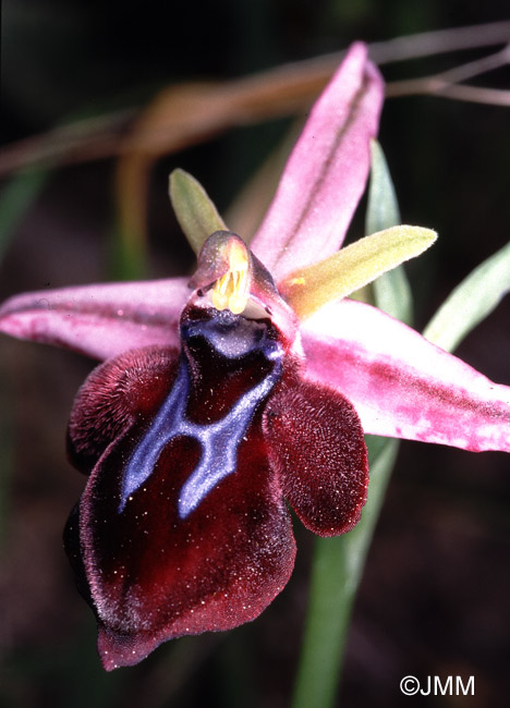 Ophrys sphaciotica