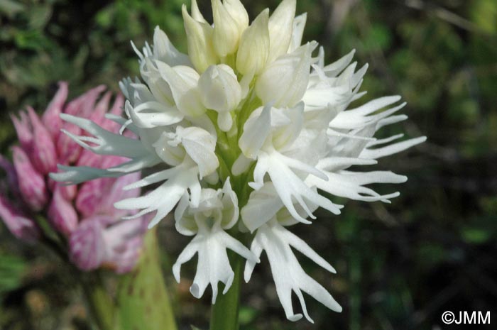 Orchis italica f. alba